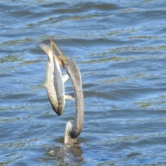 Unidentified Carp at Sydney Olympic Park, NSW - 7 Jun 2023 by YumiCallaway