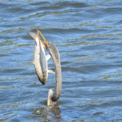 Cyprinus carpio (Common Carp) at Sydney Olympic Park, NSW - 7 Jun 2023 by YumiCallaway