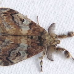 Orgyia australis (Painted Pine Moth) at Sheldon, QLD - 23 Mar 2007 by PJH123