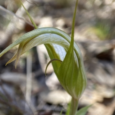 Diplodium ampliatum (Large Autumn Greenhood) at Bango, NSW - 19 Apr 2023 by AJB