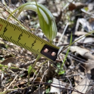 Diplodium ampliatum at Bango, NSW - 19 Apr 2023