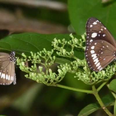 Euploea corinna (Common Crow Butterfly, Oleander Butterfly) at Sheldon, QLD - 22 Feb 2021 by PJH123