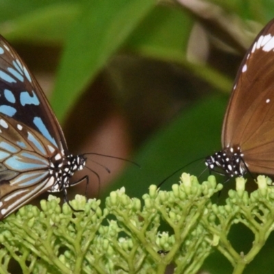 Euploea tulliolus (Purple Crow) at Sheldon, QLD - 16 Mar 2021 by PJH123