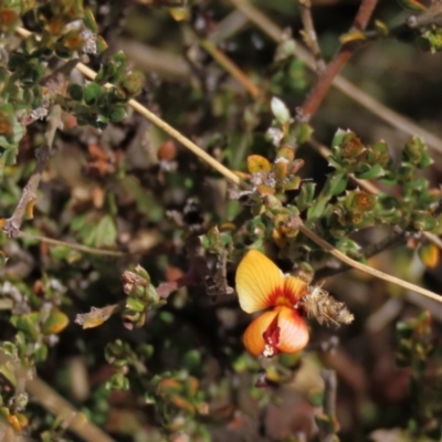 Mirbelia oxylobioides (Mountain Mirbelia) at Dry Plain, NSW - 26 Mar 2023 by AndyRoo