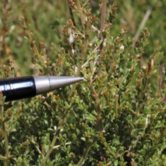 Mirbelia oxylobioides at Dry Plain, NSW - 26 Mar 2023