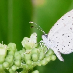 Zizula hylax (Dainty Grass-blue) at Sheldon, QLD - 26 Feb 2021 by PJH123