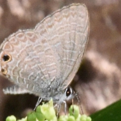 Nacaduba berenice (Large Purple Line-blue) at Sheldon, QLD - 23 Feb 2021 by PJH123