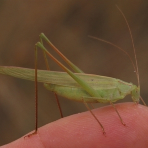 Polichne parvicauda at Dry Plain, NSW - 26 Mar 2023