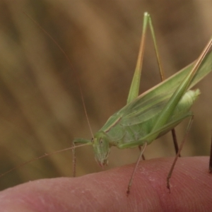 Polichne parvicauda at Dry Plain, NSW - 26 Mar 2023