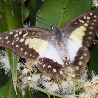 Graphium eurypylus (Pale Triangle) at Sheldon, QLD - 19 Feb 2021 by PJH123