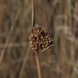 Juncus sp. at Dry Plain, NSW - 26 Mar 2023 12:47 PM