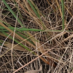 Juncus sp. at Dry Plain, NSW - 26 Mar 2023 12:47 PM