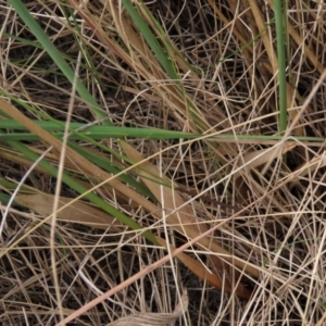 Juncus sp. at Dry Plain, NSW - 26 Mar 2023