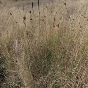 Juncus sp. at Dry Plain, NSW - 26 Mar 2023 12:47 PM