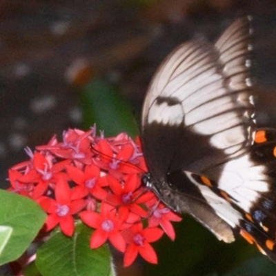 Papilio aegeus (Orchard Swallowtail, Large Citrus Butterfly) at Sheldon, QLD - 10 Mar 2021 by PJH123