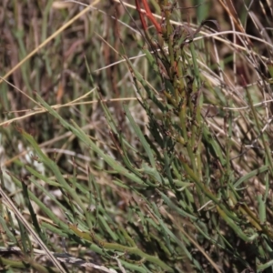 Bossiaea riparia at Dry Plain, NSW - 26 Mar 2023