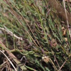 Bossiaea riparia at Dry Plain, NSW - 26 Mar 2023