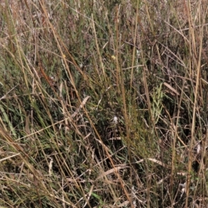 Bossiaea riparia at Dry Plain, NSW - 26 Mar 2023