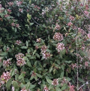 Viburnum tinus at Curtin, ACT - 9 Jul 2023