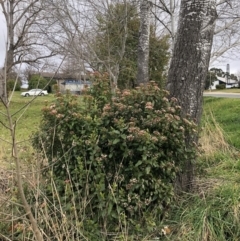 Viburnum tinus at Curtin, ACT - 9 Jul 2023