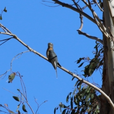 Cacomantis flabelliformis (Fan-tailed Cuckoo) at Tennent, ACT - 11 Jul 2023 by RodDeb