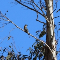 Cacomantis flabelliformis at Tennent, ACT - 11 Jul 2023