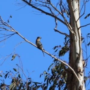 Cacomantis flabelliformis at Tennent, ACT - 11 Jul 2023