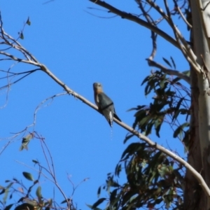 Cacomantis flabelliformis at Tennent, ACT - 11 Jul 2023