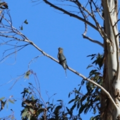 Cacomantis flabelliformis at Tennent, ACT - 11 Jul 2023