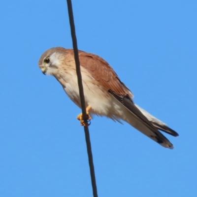 Falco cenchroides (Nankeen Kestrel) at Tennent, ACT - 11 Jul 2023 by RodDeb