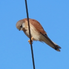 Falco cenchroides at Tennent, ACT - 11 Jul 2023