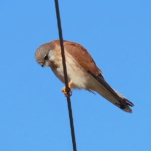 Falco cenchroides at Tennent, ACT - 11 Jul 2023 01:39 PM