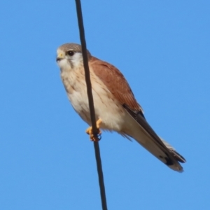 Falco cenchroides at Tennent, ACT - 11 Jul 2023 01:39 PM