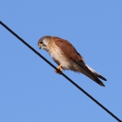 Falco cenchroides at Tennent, ACT - 11 Jul 2023 01:39 PM