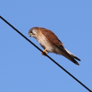 Falco cenchroides at Tennent, ACT - 11 Jul 2023 01:39 PM