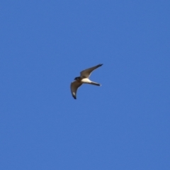 Falco cenchroides at Tennent, ACT - 11 Jul 2023 01:39 PM