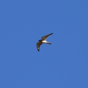 Falco cenchroides at Tennent, ACT - 11 Jul 2023