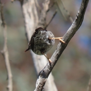 Daphoenositta chrysoptera at Tennent, ACT - 11 Jul 2023 01:38 PM