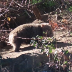 Vombatus ursinus (Bare-nosed Wombat) at Tennent, ACT - 11 Jul 2023 by RodDeb