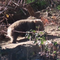 Vombatus ursinus (Common wombat, Bare-nosed Wombat) at Tennent, ACT - 11 Jul 2023 by RodDeb