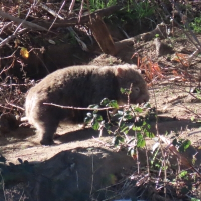 Vombatus ursinus (Common wombat, Bare-nosed Wombat) at Tennent, ACT - 11 Jul 2023 by RodDeb