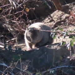 Vombatus ursinus at Tennent, ACT - 11 Jul 2023