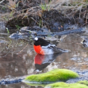 Petroica boodang at Rendezvous Creek, ACT - 11 Jul 2023 02:40 PM