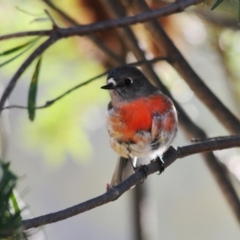 Petroica boodang at Rendezvous Creek, ACT - 11 Jul 2023 02:40 PM