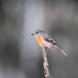 Petroica boodang at Rendezvous Creek, ACT - 11 Jul 2023 02:40 PM