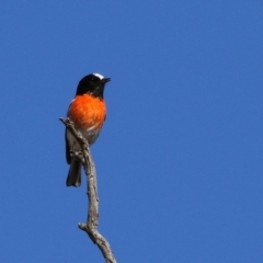 Petroica boodang (Scarlet Robin) at Paddys River, ACT - 11 Jul 2023 by RodDeb