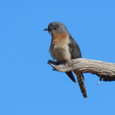Cacomantis flabelliformis (Fan-tailed Cuckoo) at Paddys River, ACT - 11 Jul 2023 by RodDeb