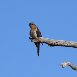 Cacomantis flabelliformis at Paddys River, ACT - 11 Jul 2023