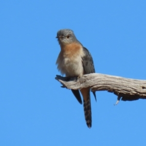 Cacomantis flabelliformis at Paddys River, ACT - 11 Jul 2023