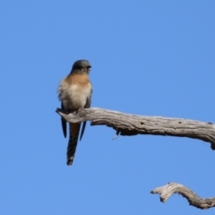 Cacomantis flabelliformis at Paddys River, ACT - 11 Jul 2023